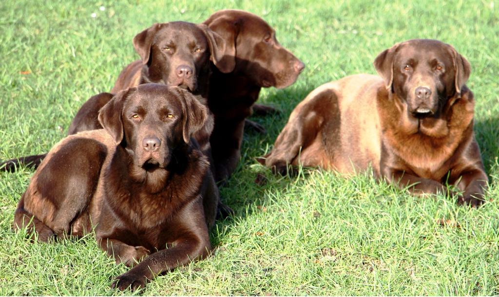 Gite Labradors De Bailly - Giverny Saint-Pierre-la-Garenne Eksteriør billede